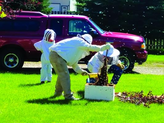 Honeybees Brian Stoner (center) sweeps bees off a branch into a hive box on Friday, July 13. The bees were relocated to the home of a nearby beekeeper who had lost a hive last winter. (Patti Warburton photo)