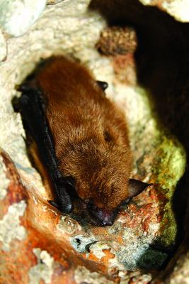 A bat resting in a cave. (MT FWP)