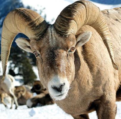 Bighorn sheep have historically appeared within five mountain ranges around Madison County and surrounding areas. (C. AVEY PHOTO)