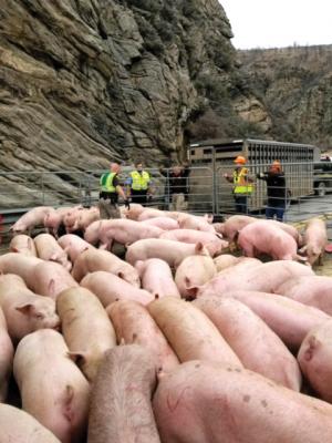 The 223 pigs on board were transported by local ranchers to the Three Forks stock yard. (Photo courtesy Madison County Department of Emergency Services)