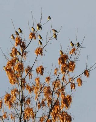 Cedar waxwings seen on the Christmas Bird Count in Sheridan.