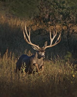 A mule deer photo Tim Irwin went to Mexico for. Irwin is best known for his photography of mule deer, of which some of the world’s largest specimens live in Sonora, Mexico. But on his latest trip, deer weren’t Irwin’s focus: his endeavor was cut short after he was attacked by a swarm of Africanized bees. (Tim Irwin)