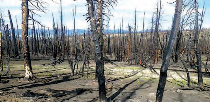 Example of high fire severity within fire perimeter. Priority areas for planting white bark pine. (USFS)