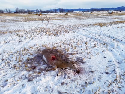The white-tailed buck, poached near Four Corners Nov. 30, dead and wasted. Photos provided by Montana Fish, Wildlife & Parks