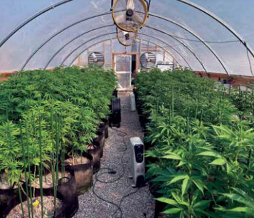 Medical marijuana plants being grown at Canna Connection Montana’s greenhouse outside of Ennis. PHOTO COURTESY CANNA CONNECTION MONTANA