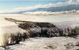Thousands of elk graze on the flats near Cameron each winter through early spring. PHOTO COURTESY BOB MANNERS