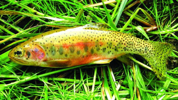 Westslope cutthroat trout are one of 11 native species in Yellowstone National Park. (NPS/Todd Koel)