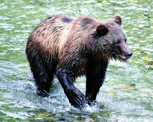 A grizzly bear (File)