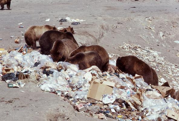 Open Trout Creek dump in Yellowstone National Park before it was closed in 1970. Glacier National Park’s open dumps were also frequented by bears before they were closed in the late 1960s PHOTO COURTESY NATIONAL PARK SERVICE