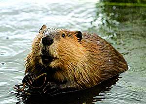 Montana Fish, Wildlife and Parks says while their activities can be a nuisance, beavers present some large ecological benefits to the state’s waterways and habitats. (FWP)
