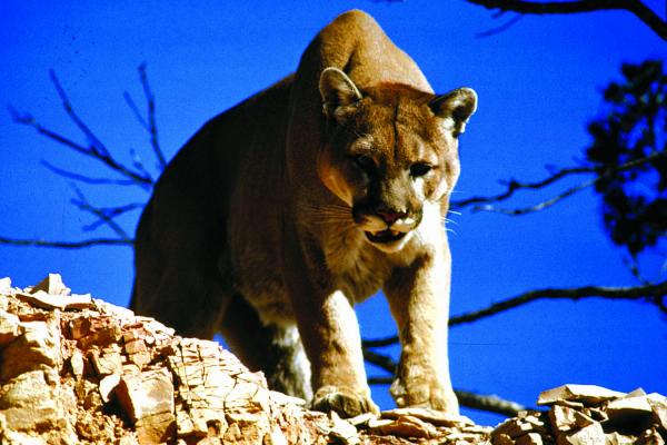 According to Montana Fish, Wildlife and Parks biologist Dean Waltee, hunters harvested 18 mountain lions across his management area during the 2018-19 season.