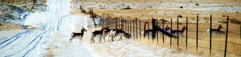 Madison River valley pronghorns.