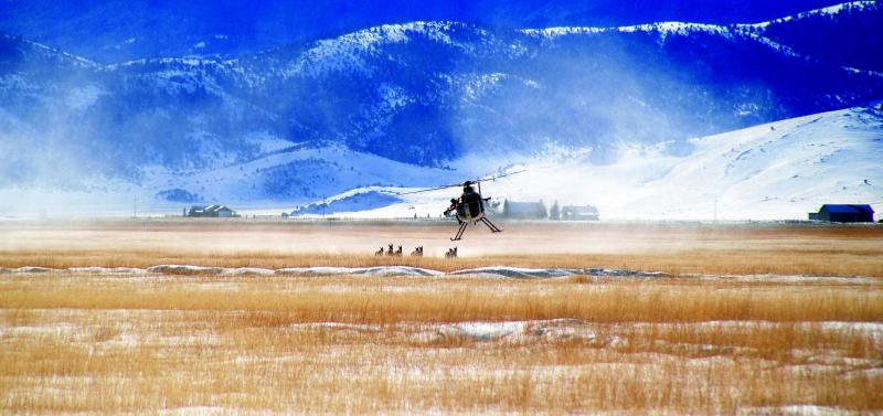 A FWP helicopter crew maneuvers a catch team into position to net pronghorns for the study (Kit Fisher, NWF photos)
