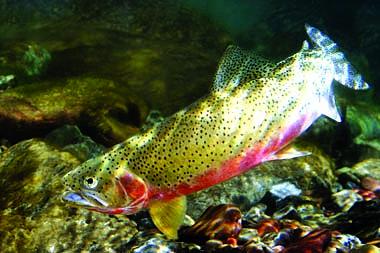 Another look at westslope cutthroat trout in their natural environment.