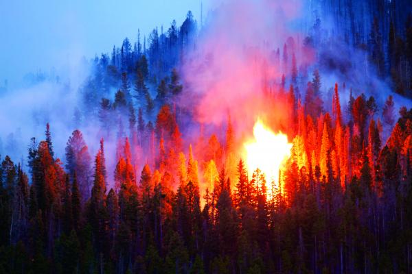 The Virginia Creek fire burned about 70 acres in August of 2018. (File photo)