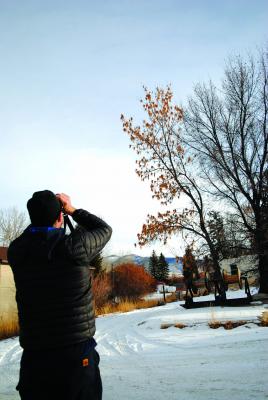 Above – Tom Forwood, Jr., Christmas Bird Count (CBC) compiler for the Ruby Valley CBC count eyes some cedar waxwings in a tree in Sheridan. (J. Taylor photos)