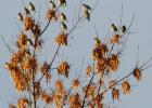 Cedar waxwings seen on the Christmas Bird Count in Sheridan.