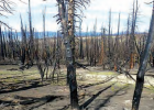 Example of high fire severity within fire perimeter. Priority areas for planting white bark pine. (USFS)