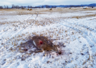 The white-tailed buck, poached near Four Corners Nov. 30, dead and wasted. Photos provided by Montana Fish, Wildlife & Parks