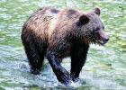 A grizzly bear (File) 