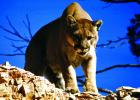 According to Montana Fish, Wildlife and Parks biologist Dean Waltee, hunters harvested 18 mountain lions across his management area during the 2018-19 season. 