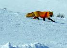 Wildlife, like this red fox are plentiful in Yellowstone even during the winter, and fortunate to be outfitted in such sturdy and warm coats. The lack of visitors during the winter offers the animals more freedom to utilize roads without fear of disturbance.
