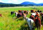 Ranchers see the new WOTUS rules as being unhampered by federal regualtions. Conservationists worry about the impact of changes in the rules. (Oregon State University)